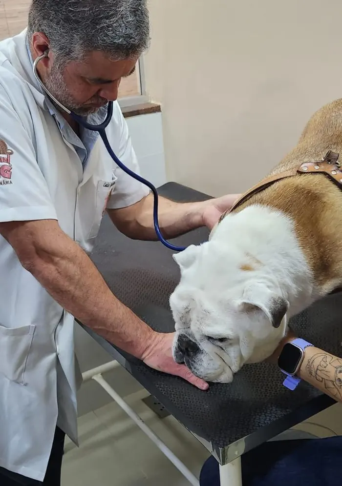 Dr. Luis Gustavo auscultando um cão na mesa de exame