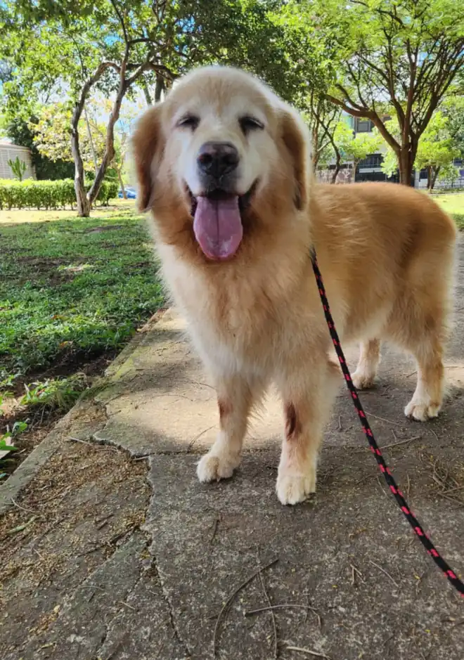 Cão golden retriever em passeio, saudável e ativo
