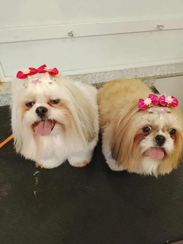 Dois c&atilde;es shih tzu rec&eacute;m tosados na Personal Dog